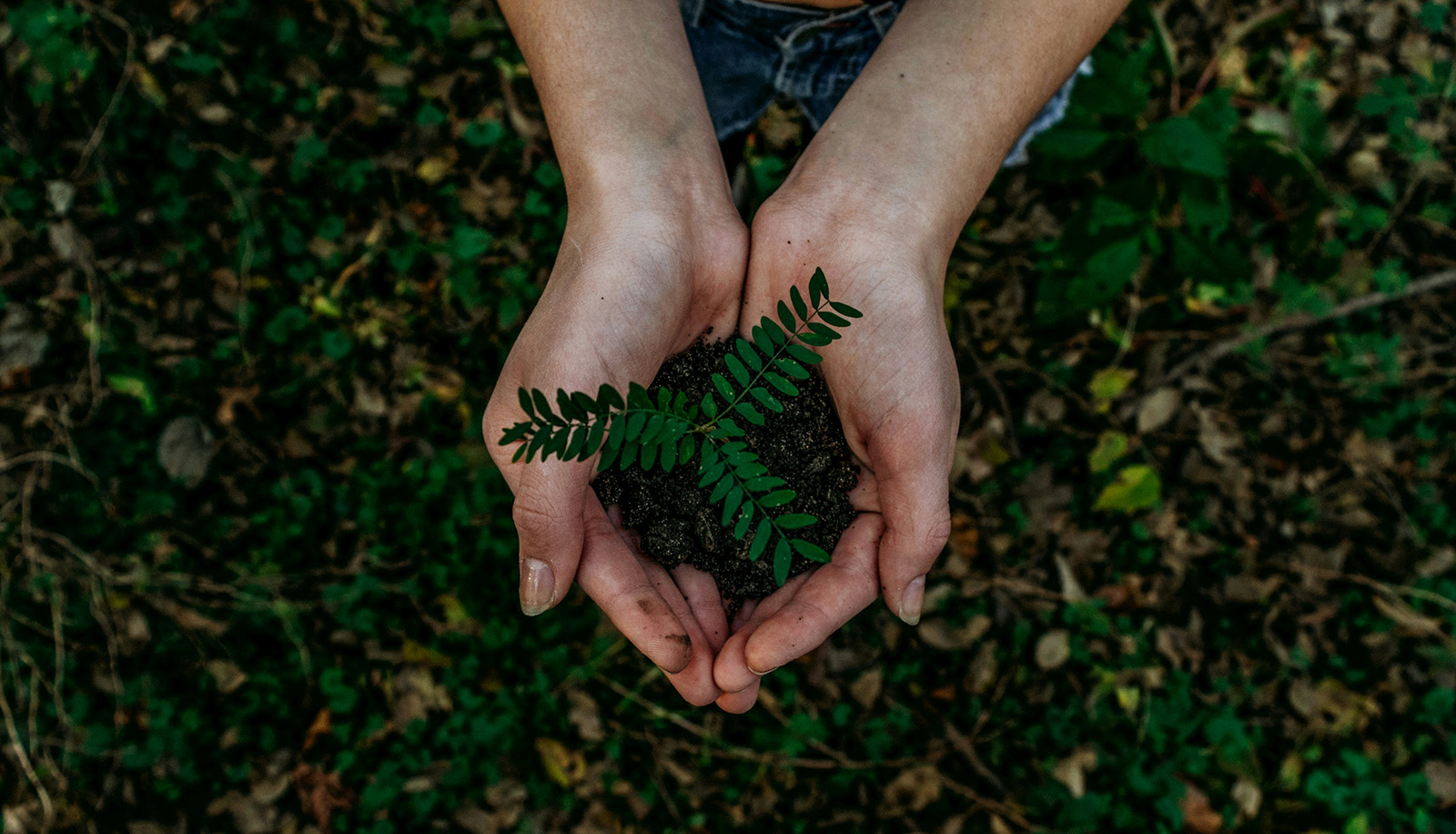soil and plants in palm of hands